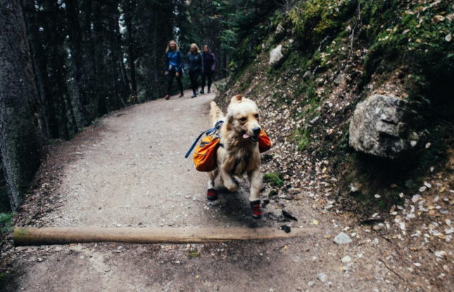 Dog with camping gear