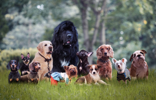 Which Dog Breed You Should Pick