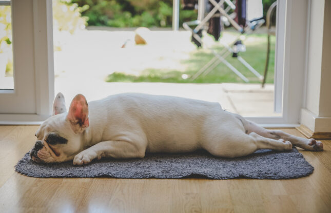 Make Sure Your Dog Isn't Lazy